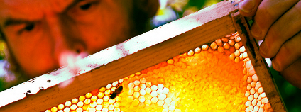 Včelař Foto: CarbonNYC Flickr