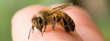 včela Foto: e_monk Flickr