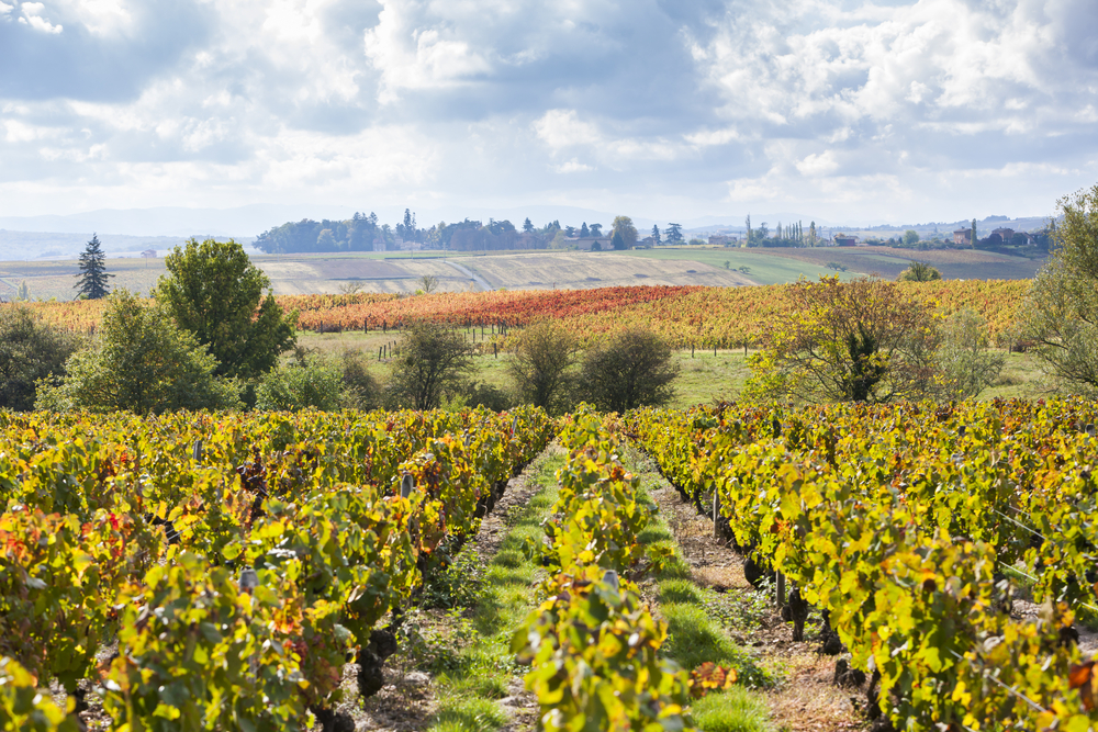 La France pourrait redevenir le premier producteur mondial de vin cette année