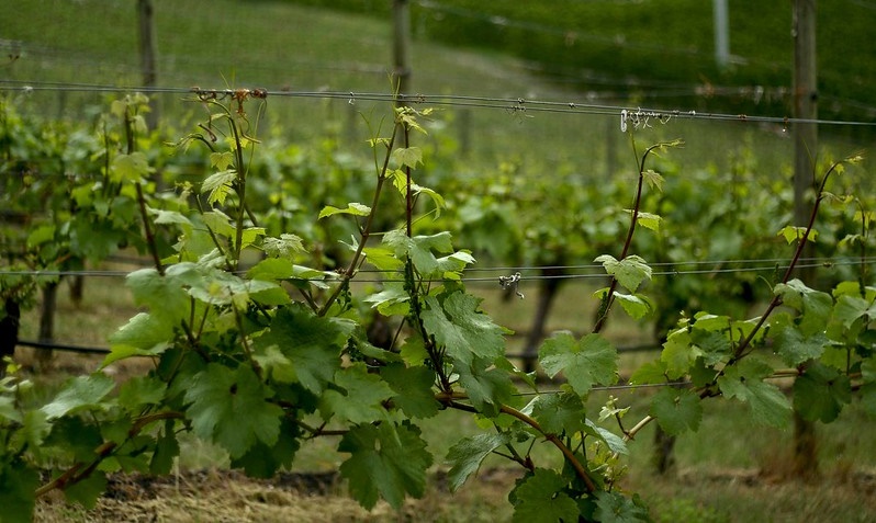 Grâce au réchauffement climatique, les raisins sont cultivés dans les décharges du nord de la France
