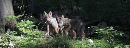 Vlčata Foto: Ústav ekologie lesa LDF MENDELU