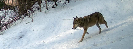 Vlk na Broumovsku Foto: Hnutí DUHA