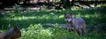 Vlk v zooparku Thoiry ve Francii Foto: Luce Carević Flickr