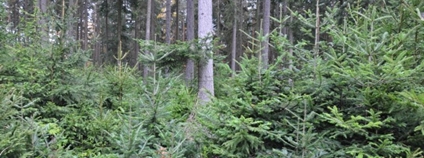 Jedlový les ve středních Čechách Foto: Jan Řezáč VÚLHM