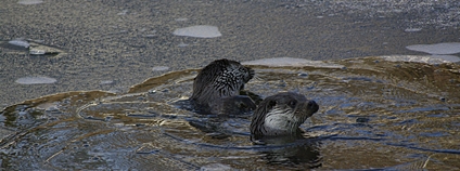 Vydry říční ve vodě Foto: Alka Wildlife
