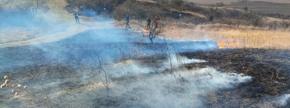 Oheň může pomoci zachránit biodiverzitu suchých trávníků Foto: Mendelova univerzita