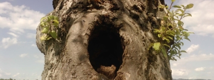 Bylo by dobré myslet na obměnu vysokokmenných ovocnáčů.