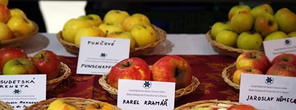 Výstava starých odrůd Foto: Oživení starých odrůd