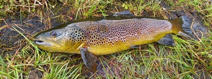 Jihočeští a američtí vědci odhalili psychoaktivní léčiva v raných stadiích sladkovodních ryb Foto: Jihočeská univerzita v Českých Budějovicích