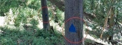 Doupný strom Foto: Lesy ČR