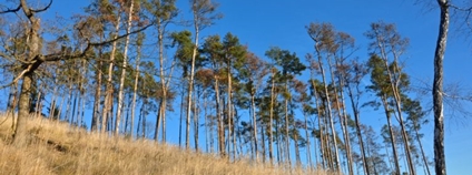 Záchrana rezistentních druhů domácích dřevin Foto: Jan Řezáč VÚLHM Záchrana rezistentních druhů domácích dřevin Foto: Jan Řezáč VÚLHM