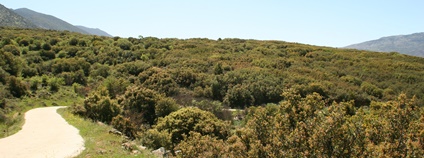 Zarůstající krajina / lokalita hustého lesa, Řecko. Foto: BC AV ČR