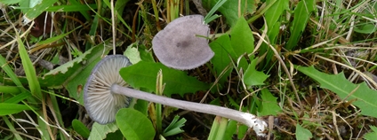 Závojenka kruhatá (Entoloma violaceozonatum), Paseky nad Jizerou. Foto: Fellner a Landa 2020 Správa KRNAP Závojenka kruhatá (Entoloma violaceozonatum), Paseky nad Jizerou. Foto: Fellner a Landa 2020 Správa KRNAP