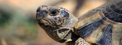 Foto: Lemonakis Antonis / Shutterstock Foto: Lemonakis Antonis / Shutterstock