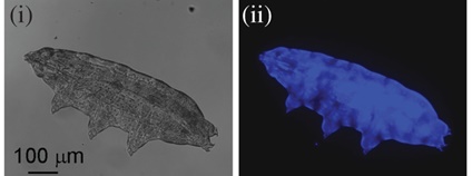 Přirozeně se vyskytující fluorescence chrání želvušky před ultrafialovým záření Foto: Harikumar R. Suma , Swathi Prakash and Sandeep M. Eswarapp Přirozeně se vyskytující fluorescence chrání želvušky před ultrafialovým záření Foto: Harikumar R. Suma , Swathi Prakash and Sandeep M. Eswarapp