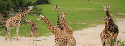 Žrafy v Zoo Ústí nad Labem Foto: PavelSvoboda Shutterstock Žrafy v Zoo Ústí nad Labem Foto: PavelSvoboda Shutterstock