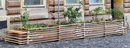 Živé okapové svody v Kadani. Foto: Jan Waldhauser