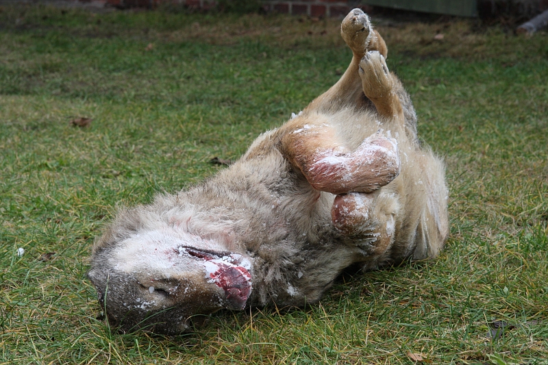 Zmrazený vlk, kterého srazilo auto. Úmrtí vlků kvůli srážce s vozidlem nejsou v Lužici úplně ojedinělá