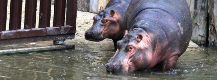Hroši ve Dvoře Králové Foto: Simona Jiřičková Zoo Dvůr Králové