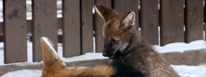 V Zoo Hodonín se narodilo mládě vlka hřivnatého Foto: Zoo Hodonín V Zoo Hodonín se narodilo mládě vlka hřivnatého Foto: Zoo Hodonín