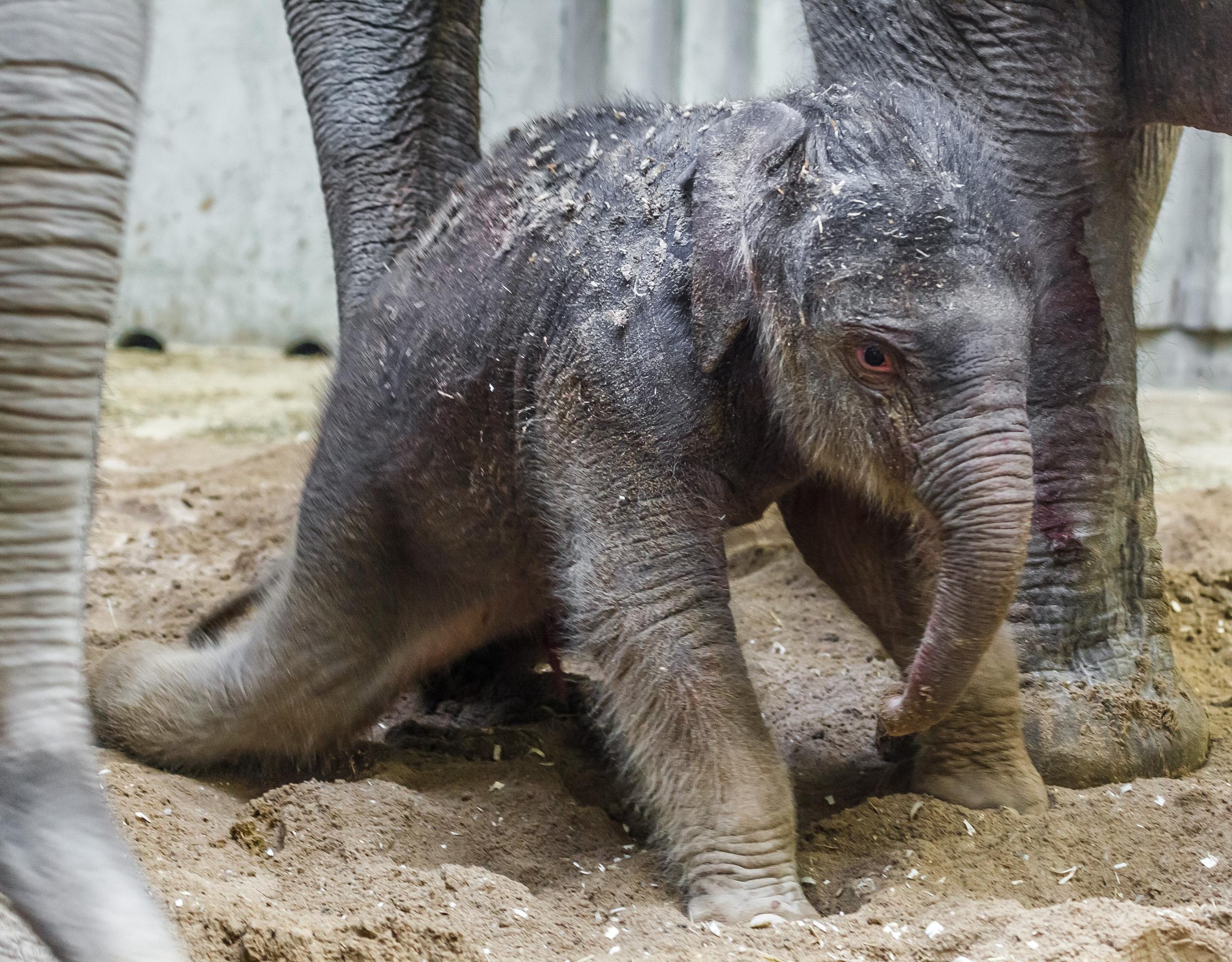 Рождение слоника. В зоопарке родился Слоненок. Только родившийся Слоненок. Каким рождается Слоненок.