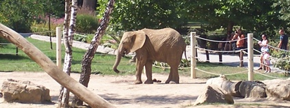 Slon africký ve zlínské zoo Foto: Palickap Wikimedia Commons