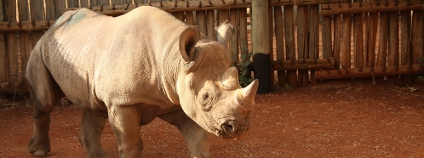 Nosorožčice Foto: Jan Stejskal Zoo Dvůr Králové