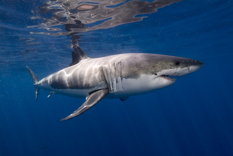 Business Insider: Vzácné záběry zachytily útok kosatek na velkého bílého žraloka