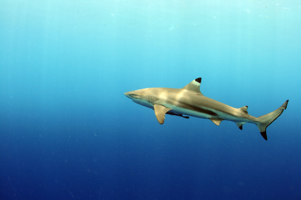 V olomoucké zoo uhynula samice žraloka, patřila k nejstarším v Evropě