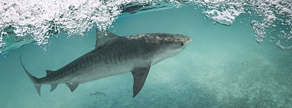 Žralok tygří Foto: Papahānaumokuākea Marine National Monument Flickr
