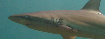 Žralok velrybář. Foto: Richard Ling / Flickr.com