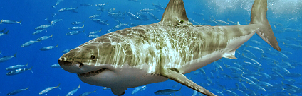 velký bílý žralok Foto: Pterantula Wikimedia Commons