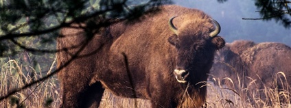 Zubr evropský Foto: Michal Köpping Česká krajina