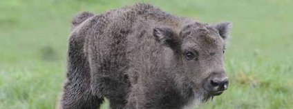 Mládě zubra v plzeňské zoo. Foto: Zoo Plzeň