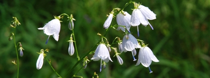 Zvonovec liliolistý. Foto: Jaroslav Mottl AOPK ČR