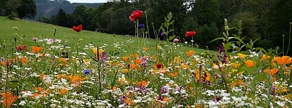 Foto: Kateřina Štajerová / Botanický ústav AV ČR