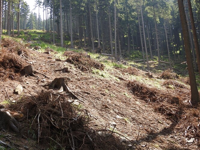 Kůrovcová těžba v údolí Divoké Desné nedaleko hranice s NPR Praděd. Těžby byly provedeny na velice strmých svazích s vytvořením erozní rýhy po lanovce a svážení dřeva napříč svahem. 