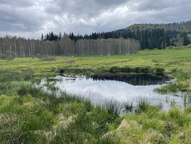 Na místech přerušených drenáží byly ponechány tůně, jež jsou rychle obsazovány obojživelníky i ptáky.