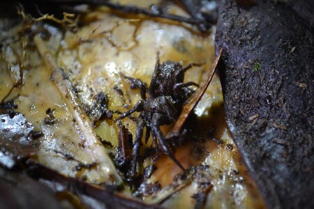 Paratropis elicioi. 