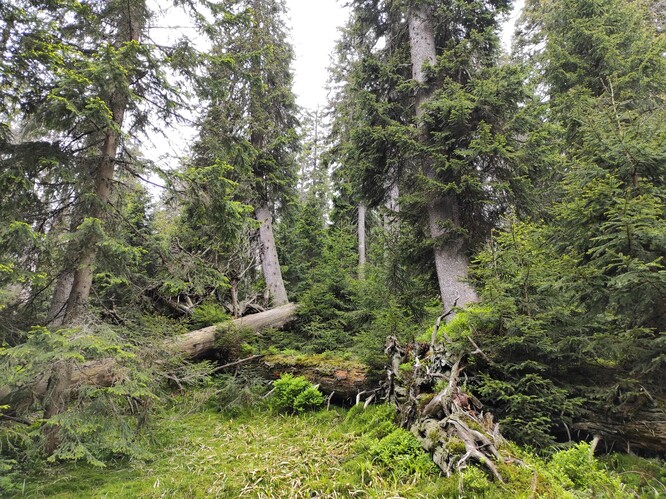Pralesovitá horská smrčina v oblasti Eustašky (NPR Praděd)