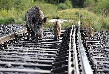Nakažlivá choroba, kterou přenášejí volně žijící zvířata, se do země dostala nejspíš od divokého prasete, které přešlo přes hranice. Onemocnět mohou prasata domácí i divoká všech věkových kategorií. Nákaza není nebezpečná pro lidi. / ilustrační foto