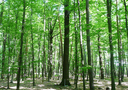 Střední les v Přírodní rezervaci Žernov (Pardubický kraj, Lesy ČR), který je 