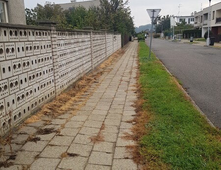 Plevel v chodníku, ošetřený glyfosátem.