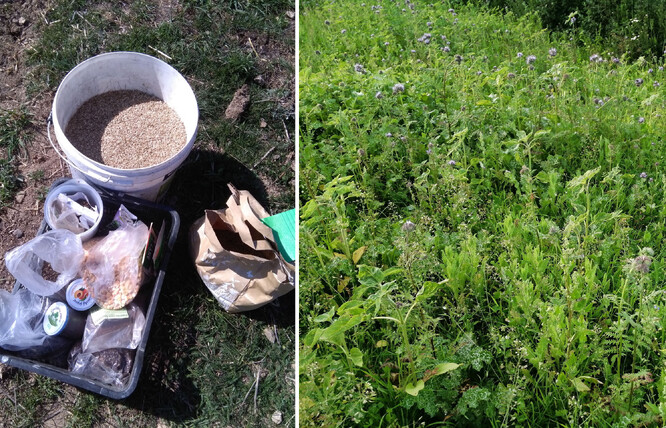 Při založení travnatých ploch bylo použito různých druhů a směsí. Pro plochy určené k pastvě byla použita druhově pestrá trávobylinná směs místní firmy, plochy svejlů byly obohaceny také o druhy, které měly krycí funkci nebo nektodárné jednoleté byliny - slunečnice, ostropestřec, svazenka, len, bob, atd.