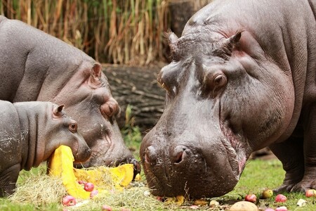 V ostravské zoologické zahradě uhynul minulou středu hroch obojživelný jménem Honza. Bylo mu 51 let a pět měsíců. 