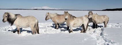 foto: Pleistocene Park / eurekalert.org 