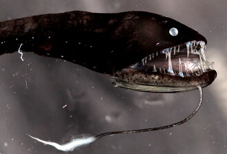 Pásovka štíhlá (<em>Idiacanthus fasciola</em>) s bioluminescentním orgánem na bradovém vousu.