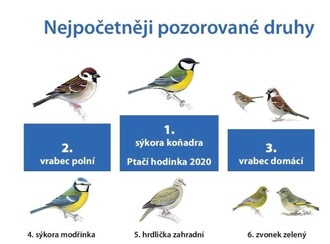  Nejpočetnějšími hosty krmítek byli sýkora koňadra a oba druhy vrabců. Statistiky početnosti ovládli i díky tomu, že přilétali ve velkých hejnech.