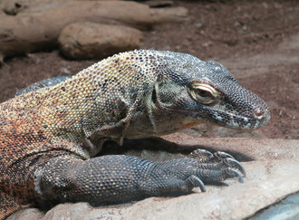  O existenci varana komodského (Varanus komodoensis) dosahujícího délky i přes tři metry a hmotnosti 160 kilogramů se západní svět dozvěděl až v roce 1912, kdy nizozemská vojenská expedice přinesla přesvědčivé důkazy o existenci indonéských „draků“.