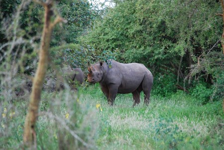 Tři z pěti vzácných nosorožců černých, kteří byli v červnu převezeni ze ZOO Dvůr Králové nad Labem do středoafrické Rwandy, byli v listopadu vypuštěni do volné přírody. Zbylé dva to čeká v blízké budoucnosti. 
